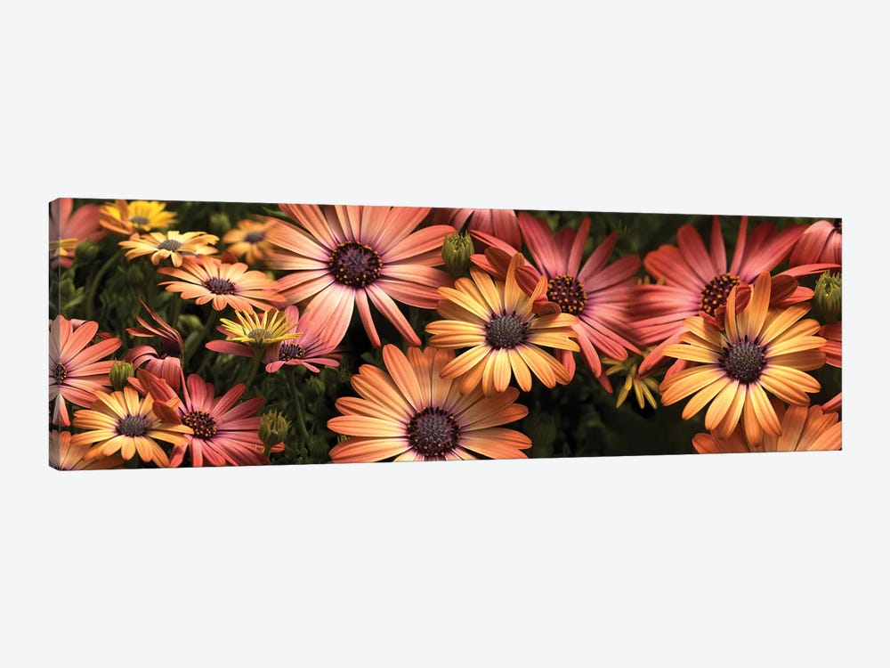 Close-Up Of Daisy Flowers In Bloom I by Panoramic Images 1-piece Canvas Art Print