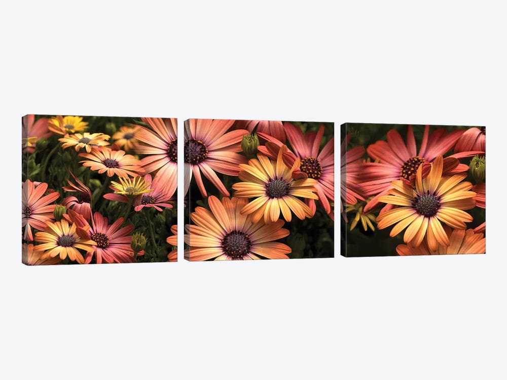 Close-Up Of Daisy Flowers In Bloom I by Panoramic Images 3-piece Art Print