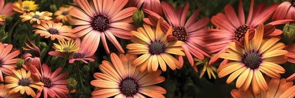 Daisies: Close-Up Of Daisy Flowers In Bloom I by Panoramic Images