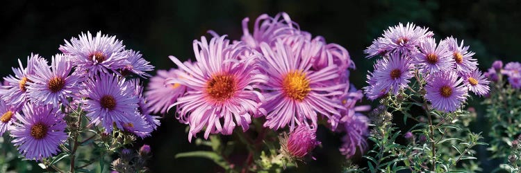 Close-Up Of Daisy Flowers In Bloom II by Panoramic Images wall art