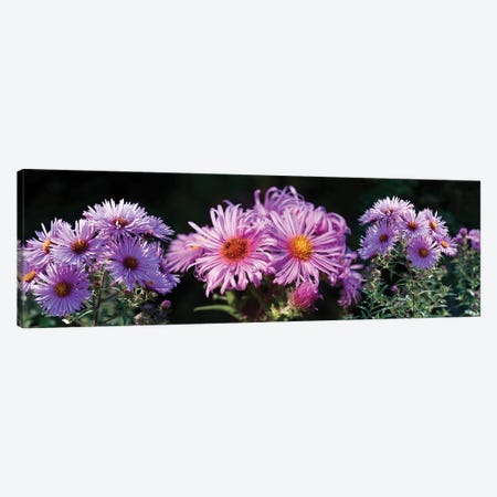 Close-Up Of Daisy Flowers In Bloom II Canvas Print #PIM14420} by Panoramic Images Canvas Print