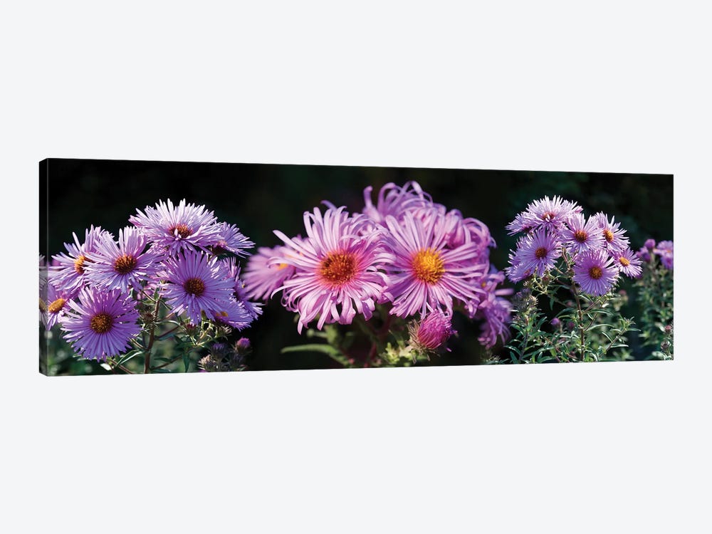 Close-Up Of Daisy Flowers In Bloom II by Panoramic Images 1-piece Canvas Art Print