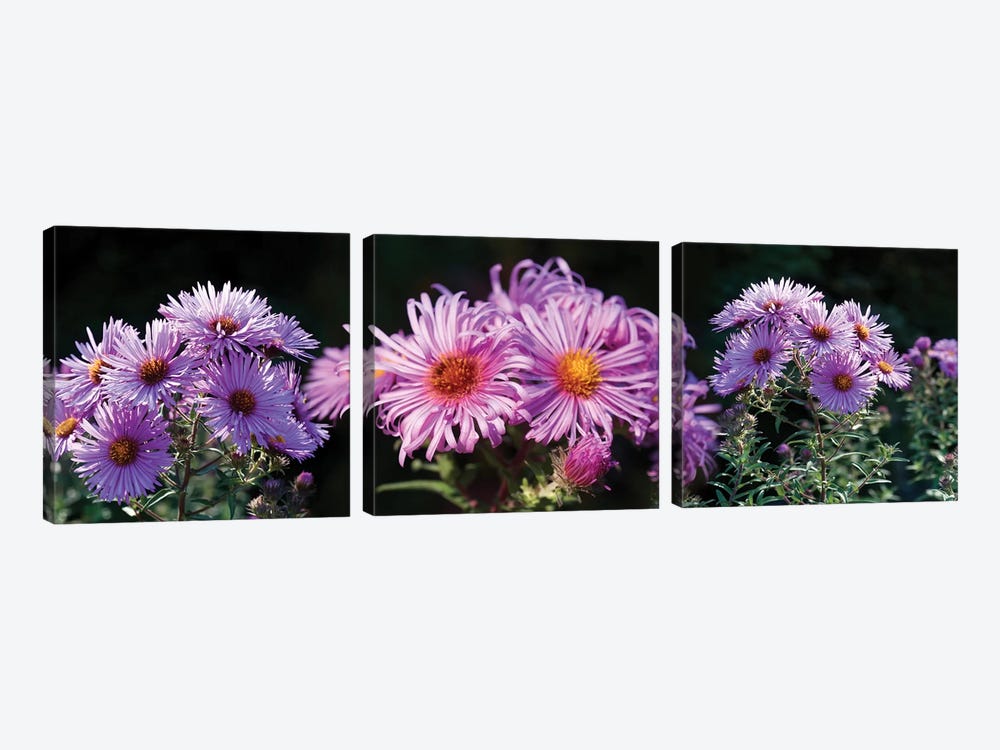 Close-Up Of Daisy Flowers In Bloom II by Panoramic Images 3-piece Canvas Print