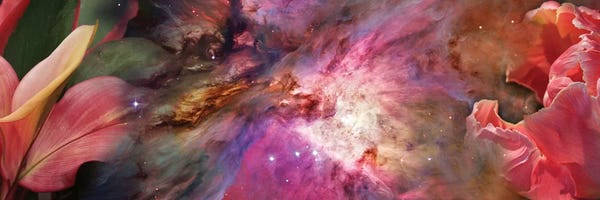 Galaxies: Close-Up Of Detail Of Flower by Panoramic Images