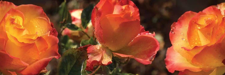 Close-Up Of Dew Drops On Orange Rose Flower