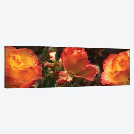 Close-Up Of Dew Drops On Orange Rose Flower Canvas Print #PIM14422} by Panoramic Images Canvas Print