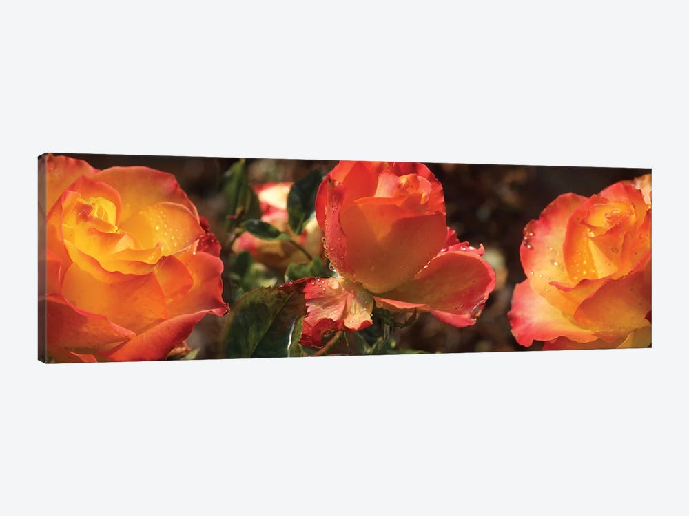 Close-Up Of Dew Drops On Orange Rose Flower by Panoramic Images 1-piece Art Print