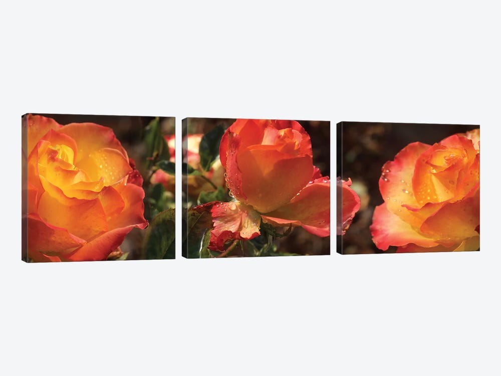 Close-Up Of Dew Drops On Orange Rose Flower by Panoramic Images 3-piece Canvas Art Print
