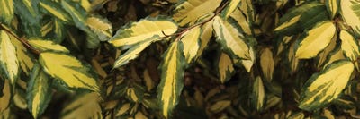 Close-Up Of Euonymus Leaves by Panoramic Images canvas print
