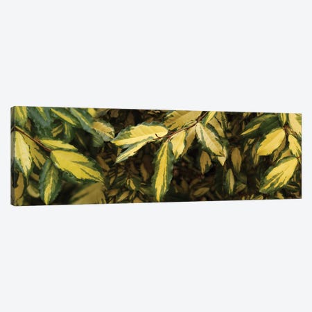 Close-Up Of Euonymus Leaves Canvas Print #PIM14423} by Panoramic Images Canvas Print