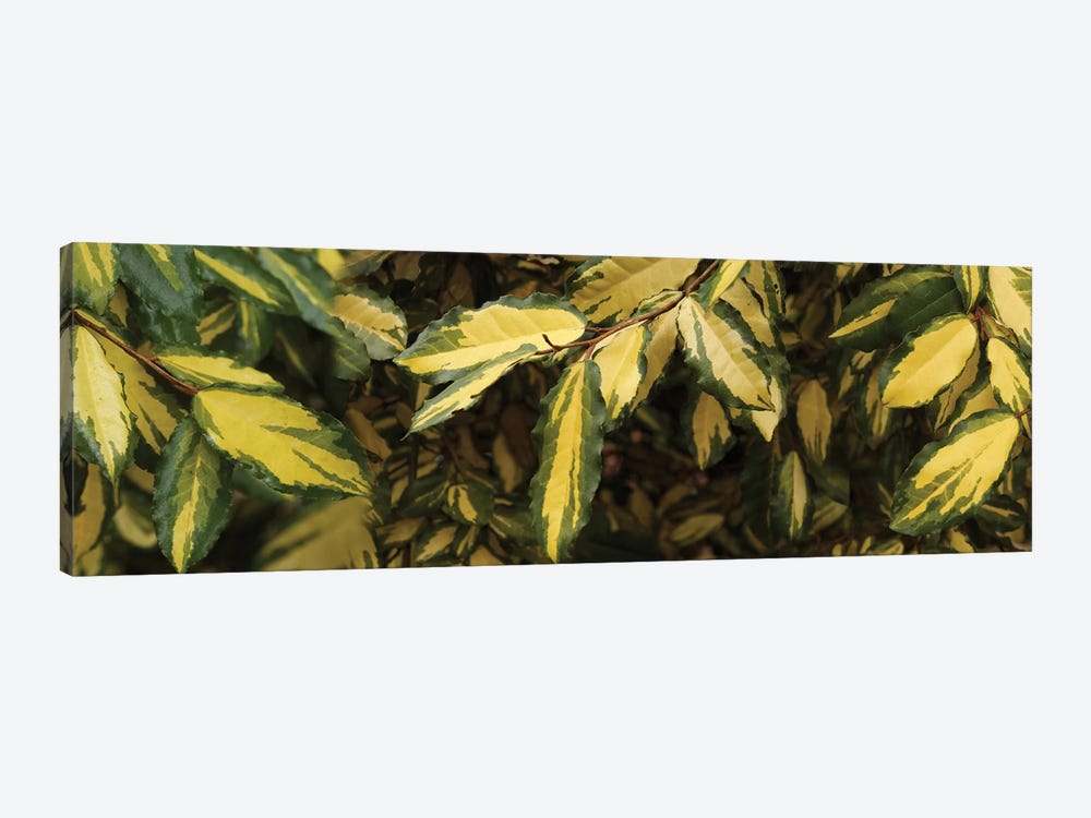 Close-Up Of Euonymus Leaves by Panoramic Images 1-piece Canvas Art