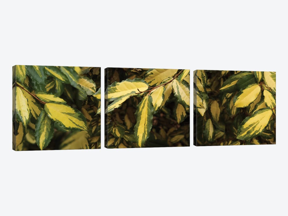 Close-Up Of Euonymus Leaves by Panoramic Images 3-piece Canvas Wall Art