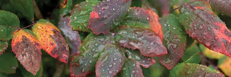 Close-Up Of Fall Colored Leaves