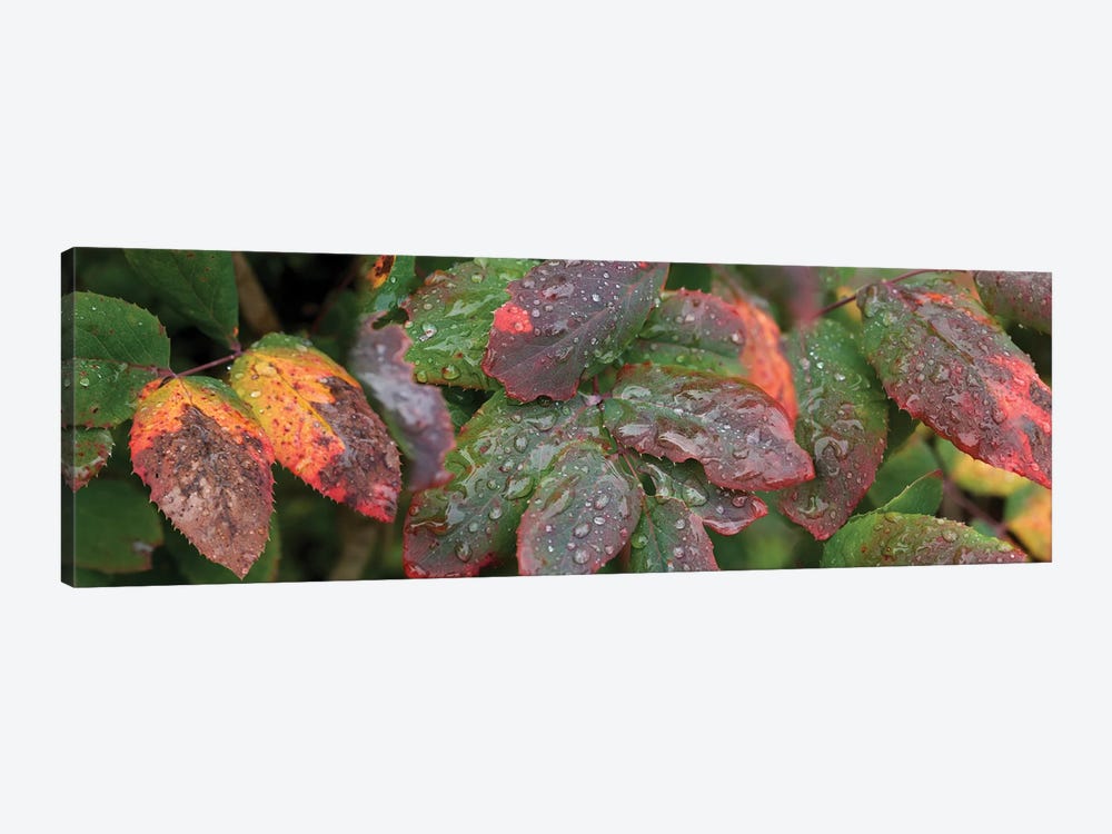 Close-Up Of Fall Colored Leaves by Panoramic Images 1-piece Art Print