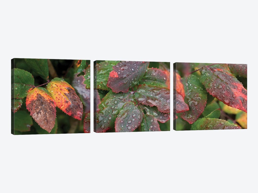 Close-Up Of Fall Colored Leaves by Panoramic Images 3-piece Art Print