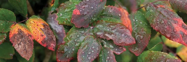 Close-Up Of Fall Colored Leaves