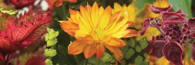 Close-Up Of Fall Flowers by Panoramic Images canvas print