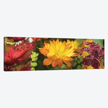 Close-Up Of Fall Flowers Canvas Print #PIM14425} by Panoramic Images Canvas Wall Art
