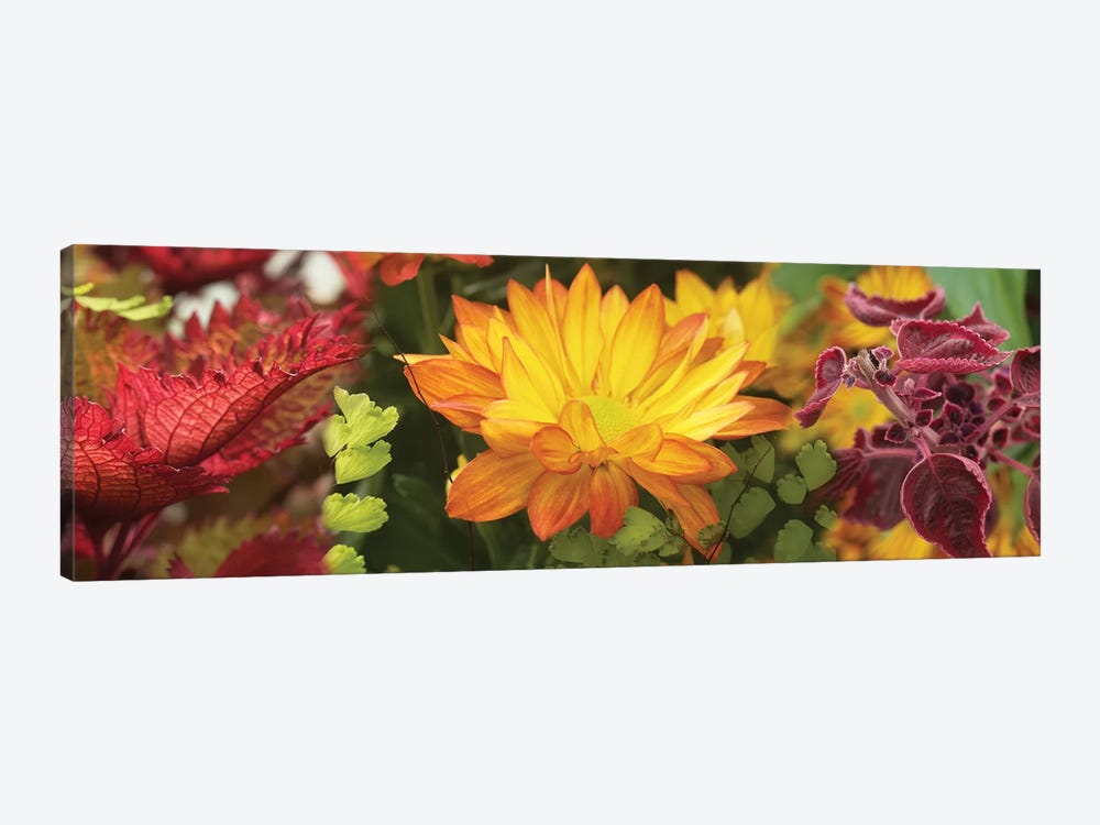 Close-Up Of Fall Flowers by Panoramic Images 1-piece Canvas Art