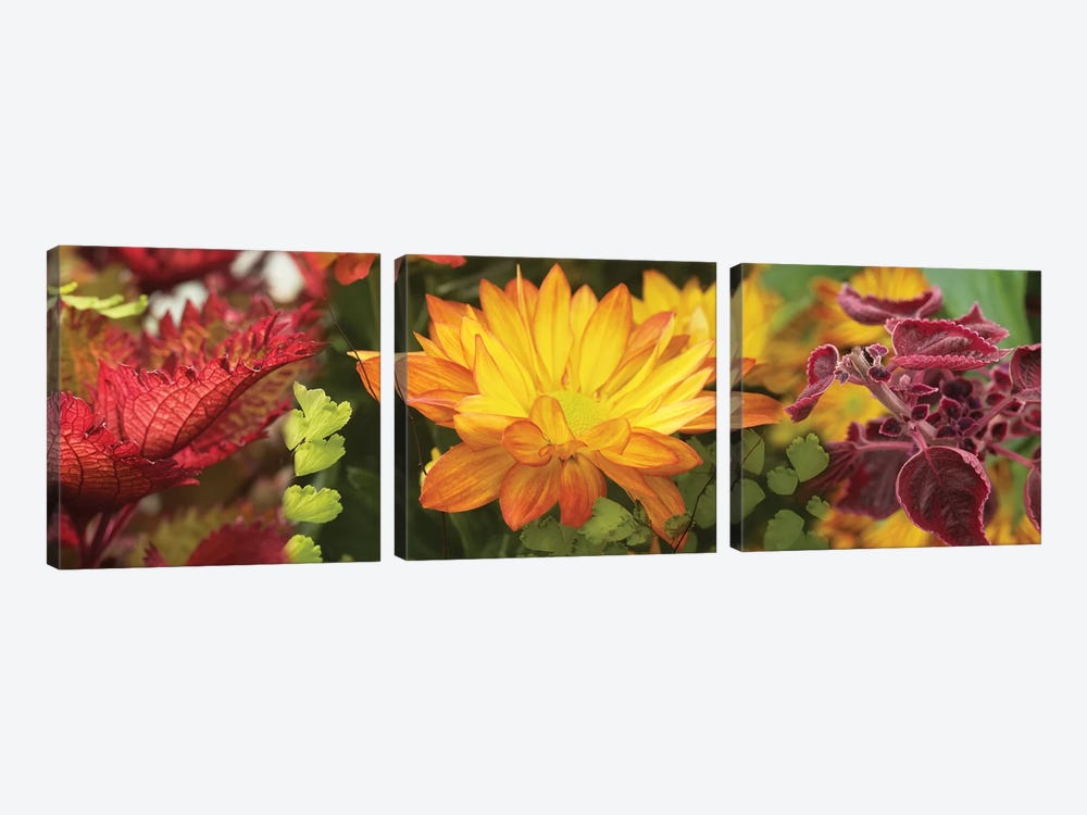 Close-Up Of Fall Flowers by Panoramic Images 3-piece Canvas Artwork