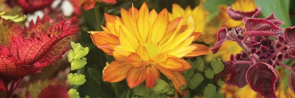 Close-Up Of Fall Flowers