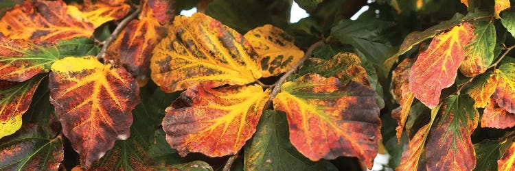 Close-Up Of Fallen Leaves