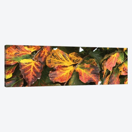 Close-Up Of Fallen Leaves Canvas Print #PIM14426} by Panoramic Images Canvas Wall Art