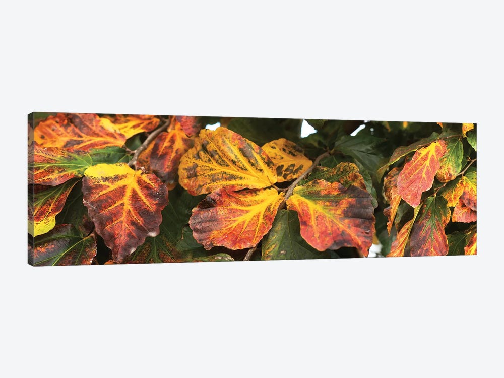 Close-Up Of Fallen Leaves by Panoramic Images 1-piece Canvas Print