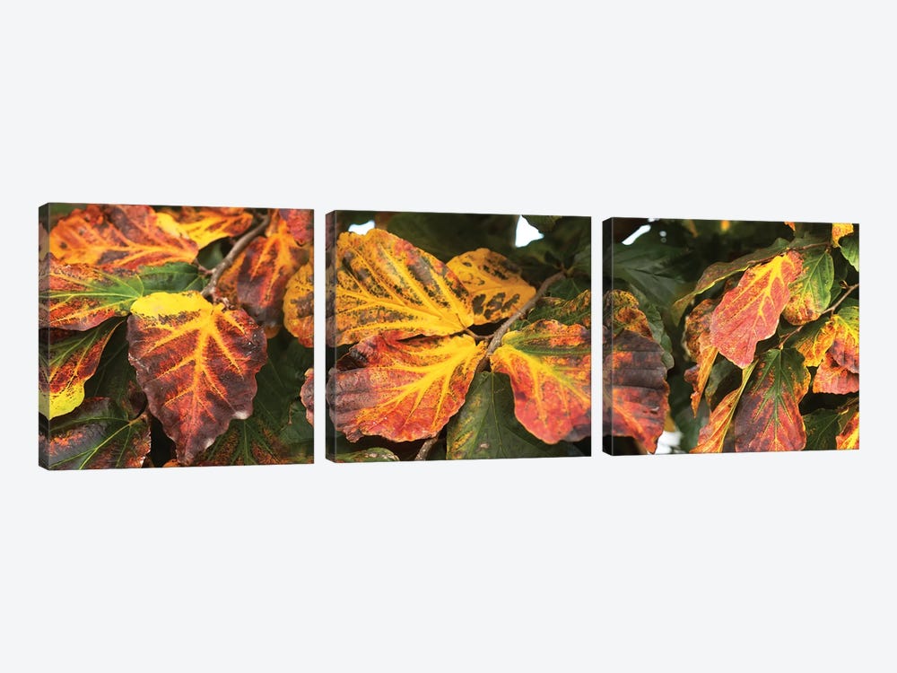 Close-Up Of Fallen Leaves by Panoramic Images 3-piece Canvas Art Print