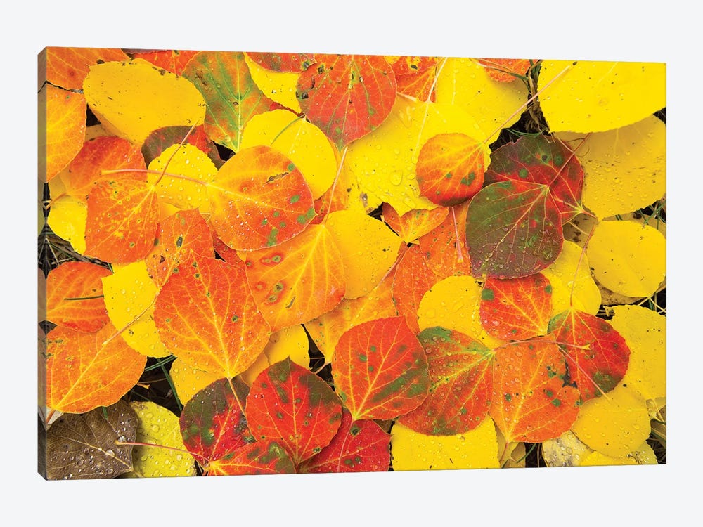 Close-Up Of Fallen Leaves, Maroon Bells, Maroon Creek Valley, Aspen, Pitkin County, Colorado, USA by Panoramic Images 1-piece Canvas Wall Art