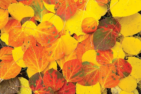Close-Up Of Fallen Leaves, Maroon Bells, Maroon Creek Valley, Aspen, Pitkin County, Colorado, USA