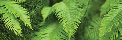 Close-Up Of Ferns by Panoramic Images framed canvas print