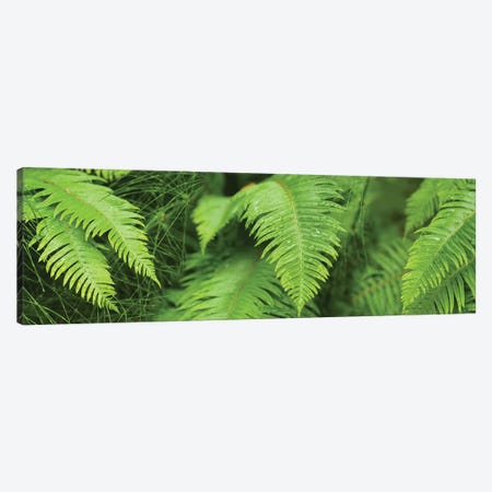 Close-Up Of Ferns Canvas Print #PIM14428} by Panoramic Images Canvas Print