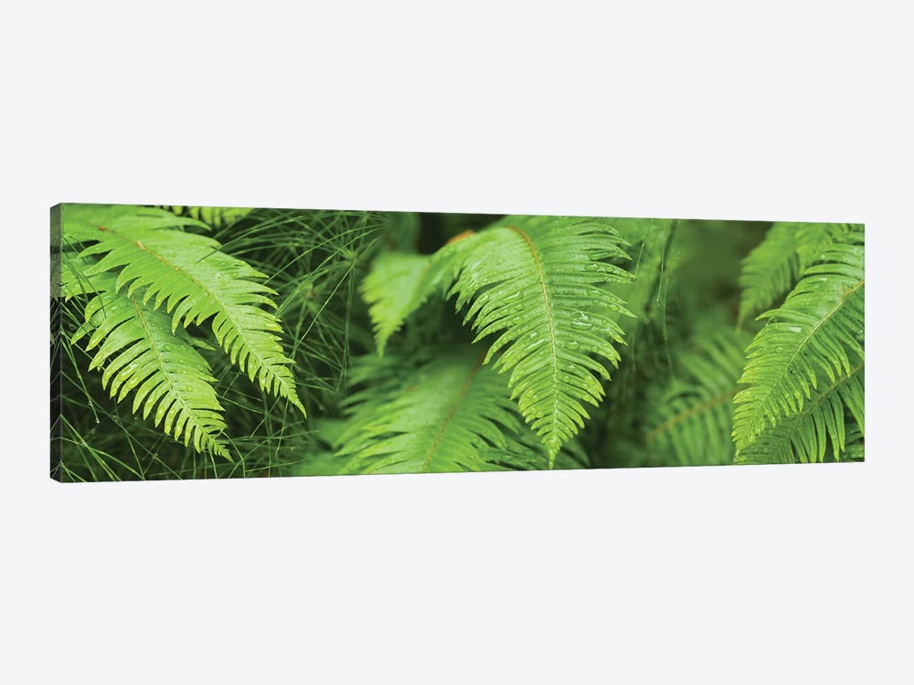 Close-Up Of Ferns by Panoramic Images 1-piece Canvas Art Print