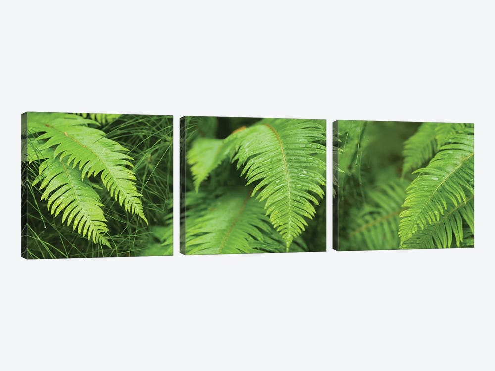 Close-Up Of Ferns by Panoramic Images 3-piece Canvas Print