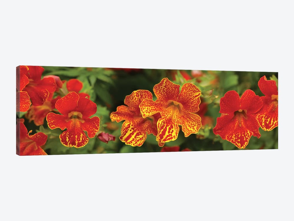Close-Up Of Flowers Blooming On Plant I by Panoramic Images 1-piece Canvas Art
