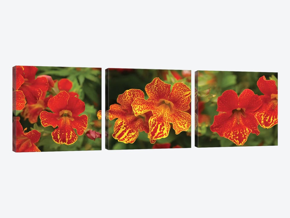 Close-Up Of Flowers Blooming On Plant I by Panoramic Images 3-piece Canvas Art
