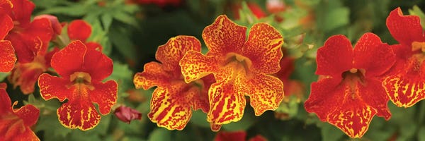 Close-Up Of Flowers Blooming On Plant I