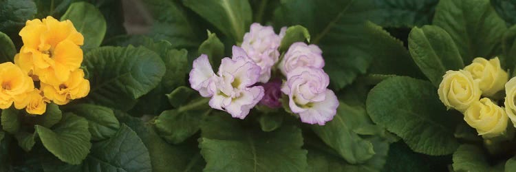 Close-Up Of Flowers Blooming On Plant II by Panoramic Images wall art