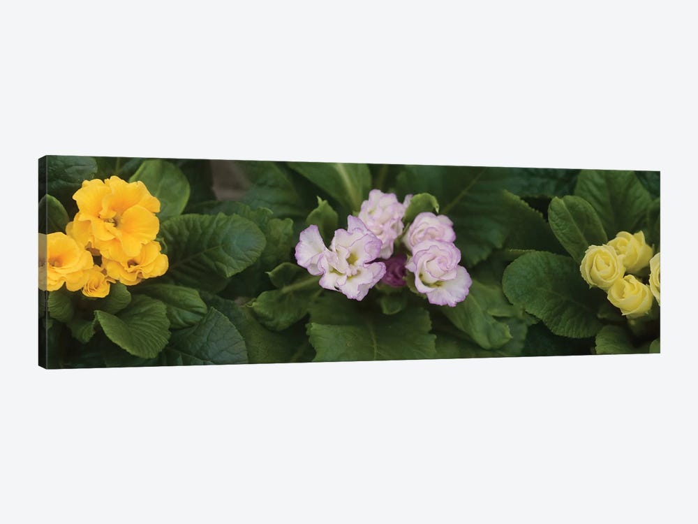 Close-Up Of Flowers Blooming On Plant II by Panoramic Images 1-piece Canvas Wall Art