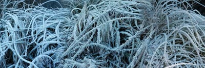 Close-Up Of Frost Covered Grass by Panoramic Images framed canvas print