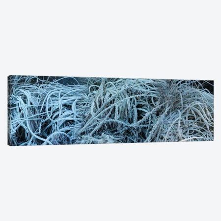 Close-Up Of Frost Covered Grass Canvas Print #PIM14432} by Panoramic Images Canvas Art
