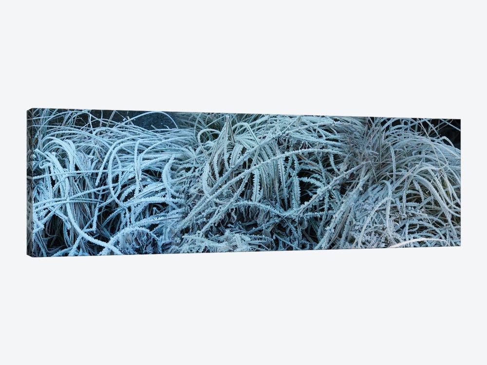 Close-Up Of Frost Covered Grass by Panoramic Images 1-piece Canvas Wall Art