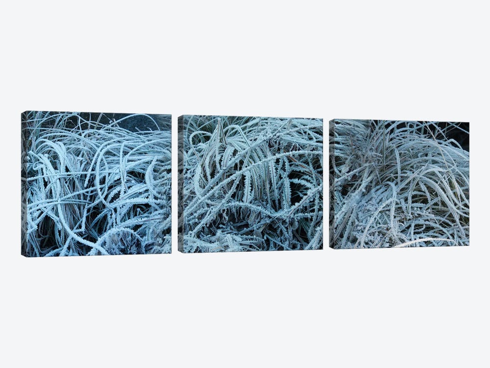 Close-Up Of Frost Covered Grass by Panoramic Images 3-piece Canvas Art