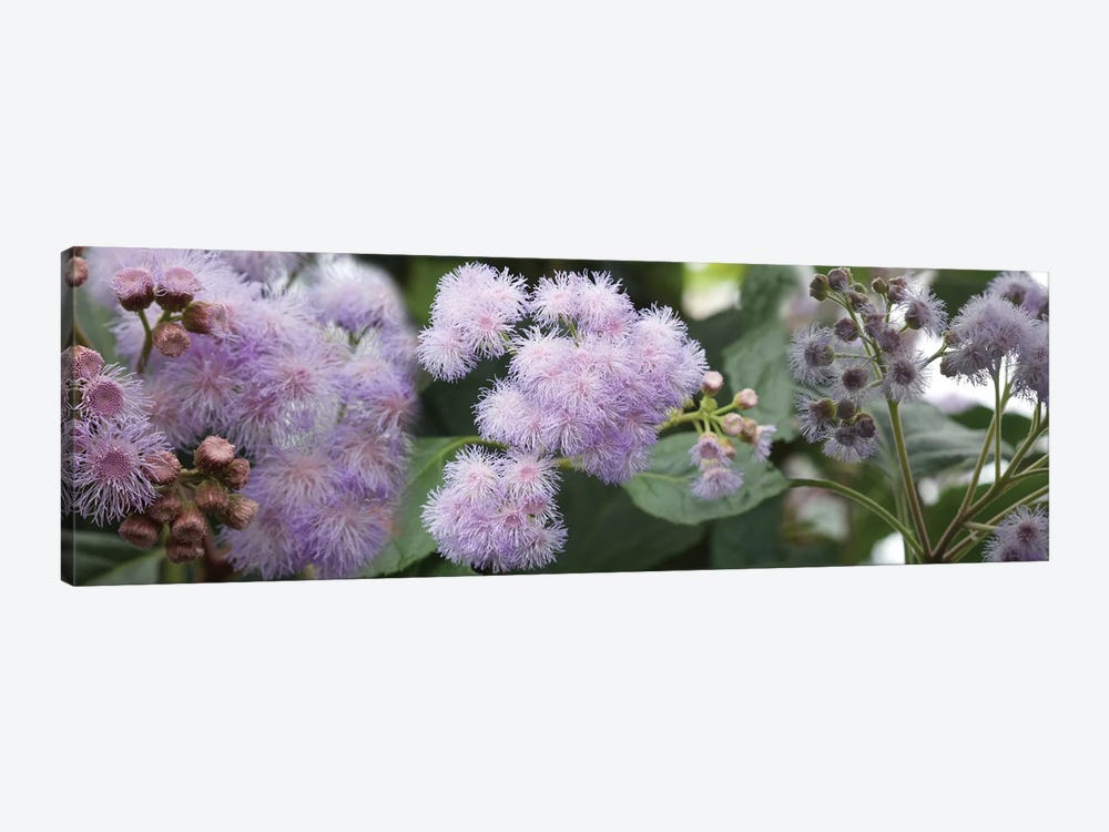 Close-Up Of Fuzzy Purple Flowers by Panoramic Images 1-piece Canvas Print