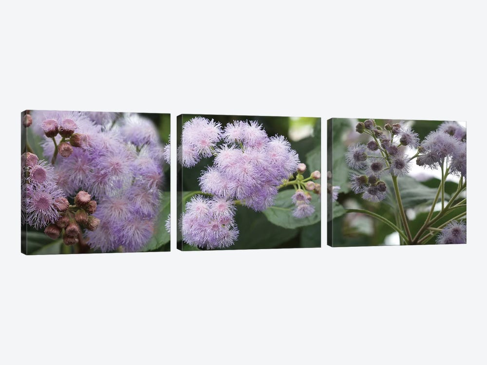 Close-Up Of Fuzzy Purple Flowers by Panoramic Images 3-piece Canvas Art Print