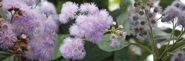 Close-Up Of Fuzzy Purple Flowers