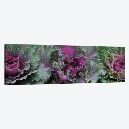 Close-Up Of Green And Purple Kale Flowers Canvas Print #PIM14434} by Panoramic Images Canvas Print