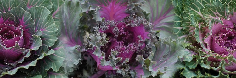 Close-Up Of Green And Purple Kale Flowers