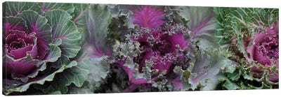 Close-Up Of Green And Purple Kale Flowers Canvas Art Print - Vegetable Art